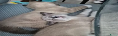 Mixed Breed Kitten 2
