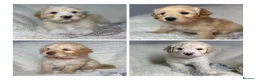 Australian Labradoodle dogs for sale: Multigen Australian Labradoodle x Goldendoodle - Advert 6