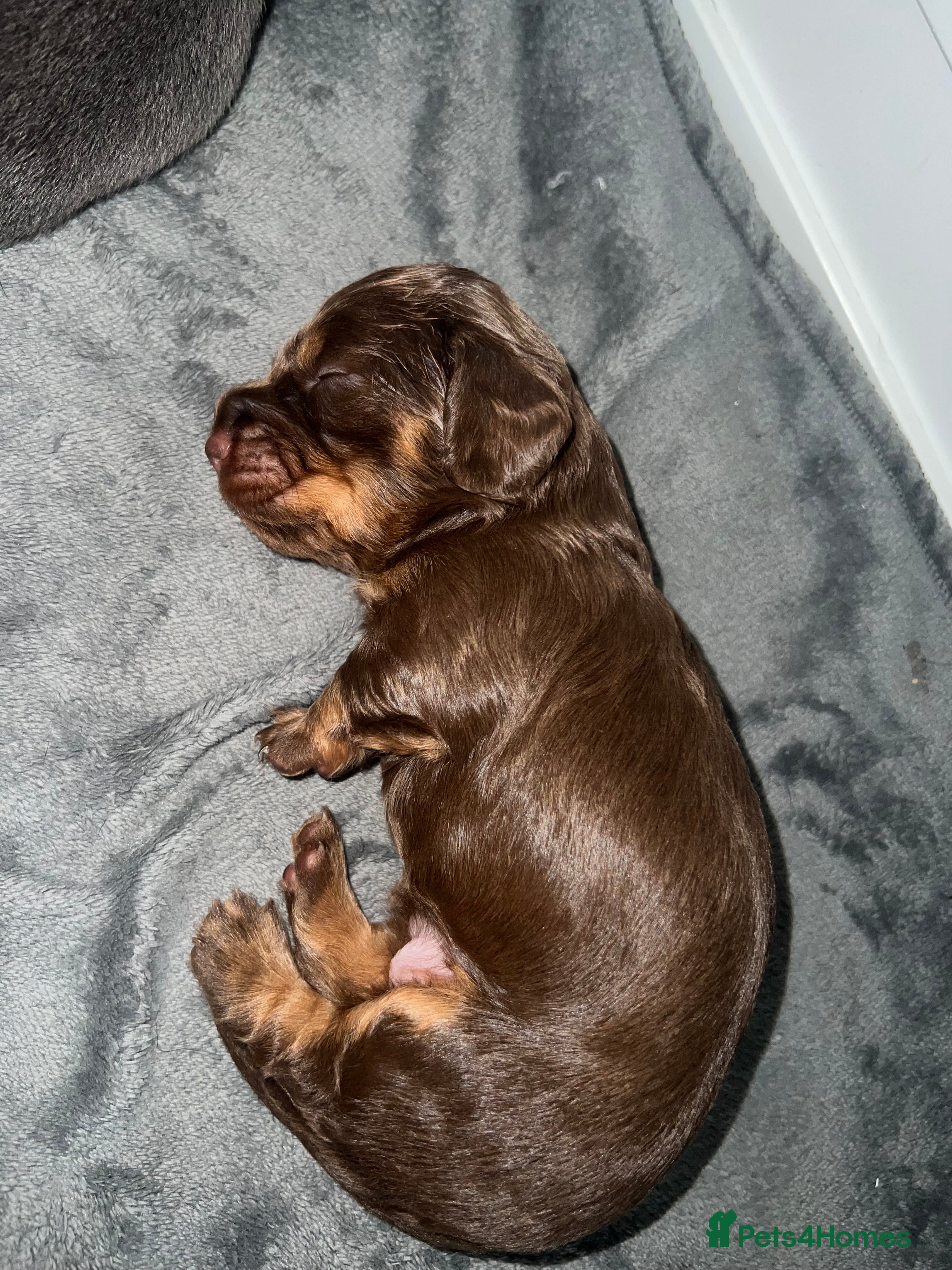 Miniature Dachshund dogs long haired and smooth miniature dachshund puppys - Advert 2