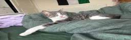 Domestic Shorthair cats for sale: Lovely 2 year old cat in need of rehoming - Advert 2