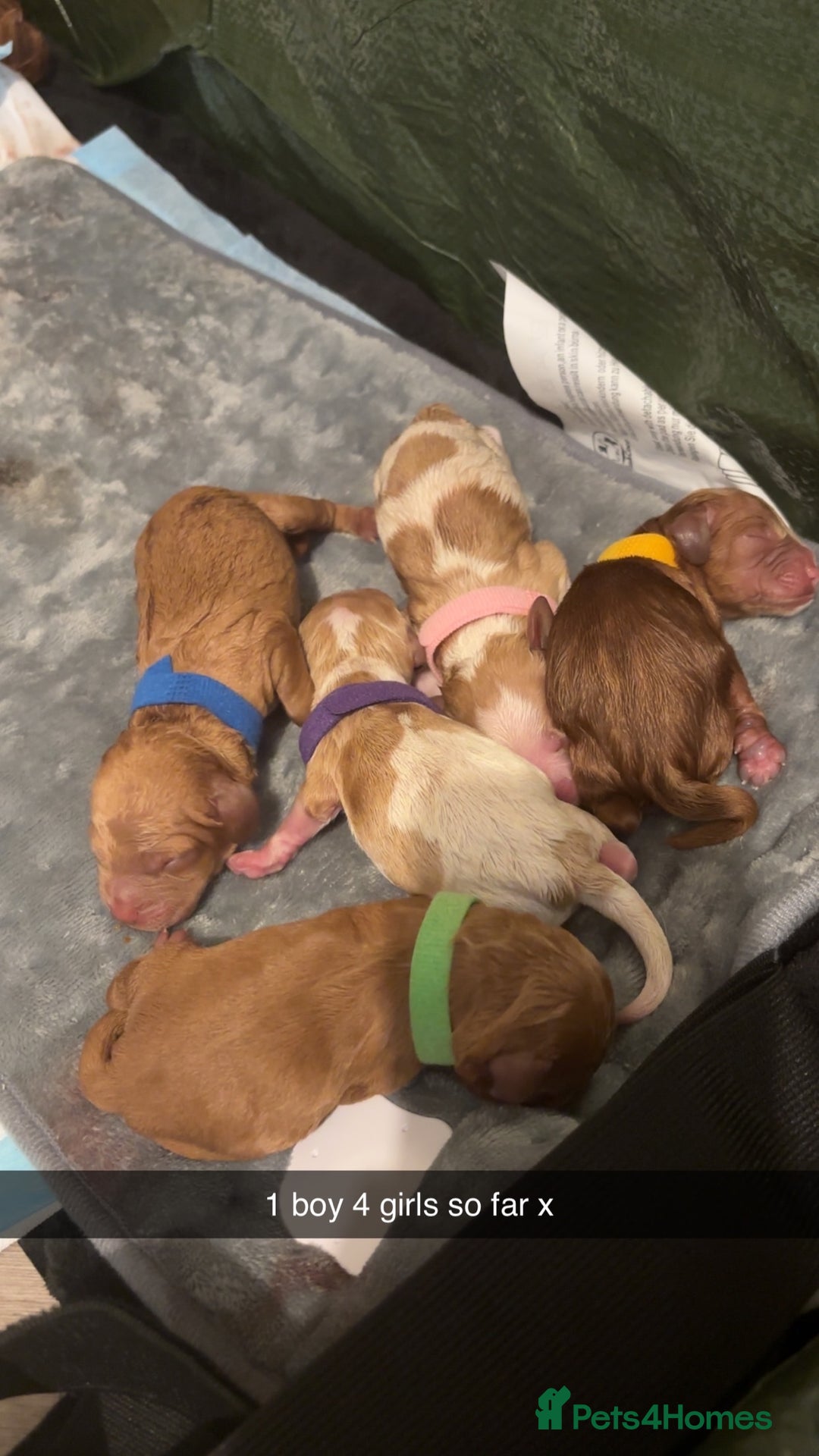 Cockapoo dogs for sale: F2 cockapoos 💖 - Image 6