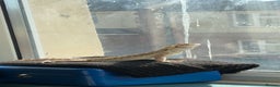 Bearded Dragon reptiles for sale: Beared dragon for sale  - Advert 2