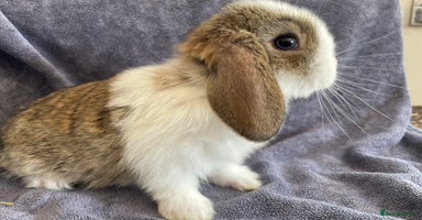 Mini Lop rabbits - Advert 2