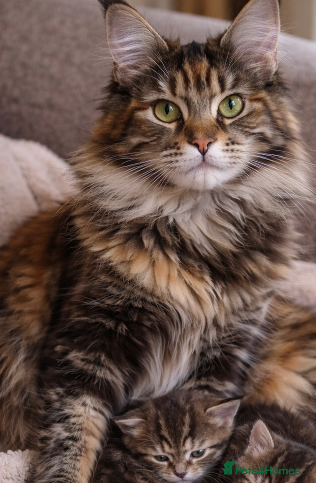 Maine Coon cats for sale: Beautiful Maine Coon Kittens  - Advert 7