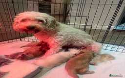 Cockapoo dogs for sale: F1B Cockapoo Puppies - Image 1