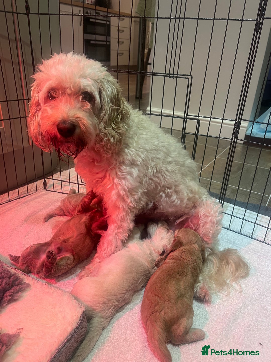 Cockapoo dogs for sale: F1B Cockapoo Puppies - Image 1