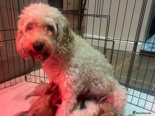 Cockapoo dogs for sale - Advert 1