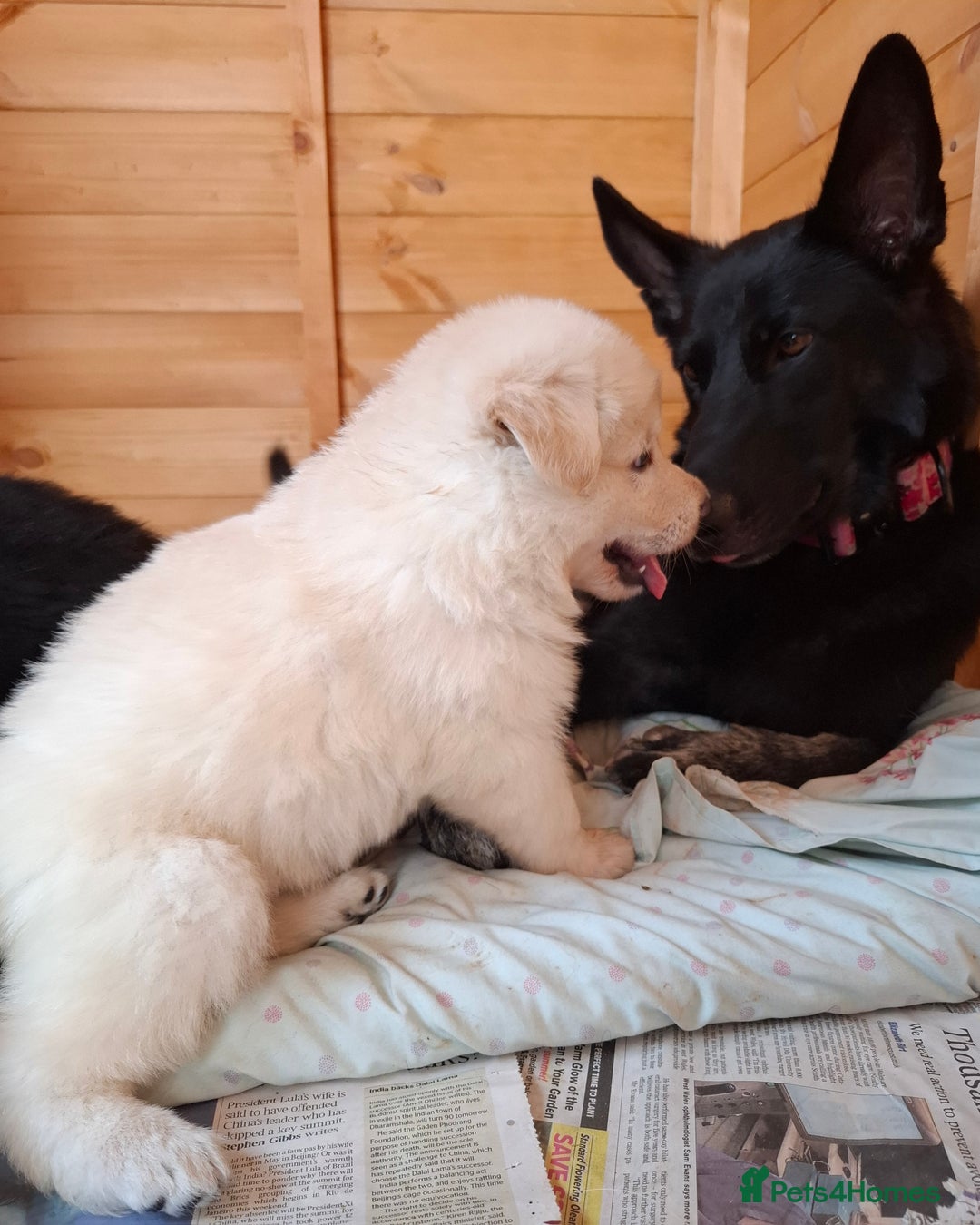 German Shepherd dogs for sale: Stunning litter of German shepherd puppies   - Image 6