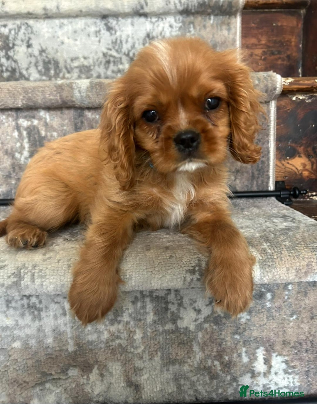 Cavalier King Charles Spaniel dogs for sale: KC King Charles Cavaliers.❤️Heart & Health Tested. - Image 4