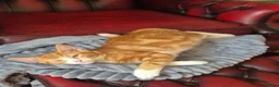 Mixed Breed cats for sale: Kittens: 1 ginger/white girl & 1 black/ white male - Advert 3