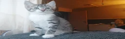 British Shorthair cats for sale: Two dark tabby/ginger longhair kittens  in Nuneaton - Advert 8