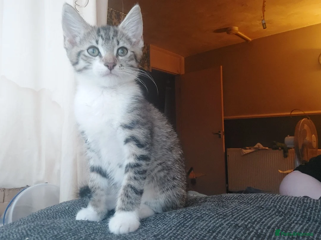 British Shorthair cats for sale: Two dark tabby/ginger longhair kittens  in Nuneaton - Advert 8
