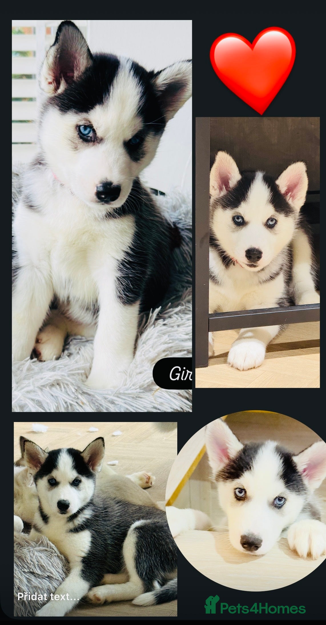 Siberian Husky dogs Beautiful blue eyes Siberian Husky Puppies! - Advert 4