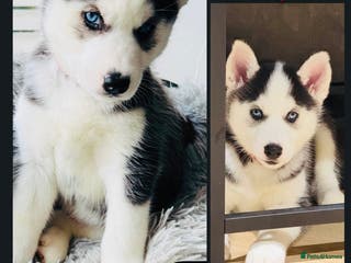 Siberian Husky dogs Beautiful blue eyes Siberian Husky Puppies! - Advert 4