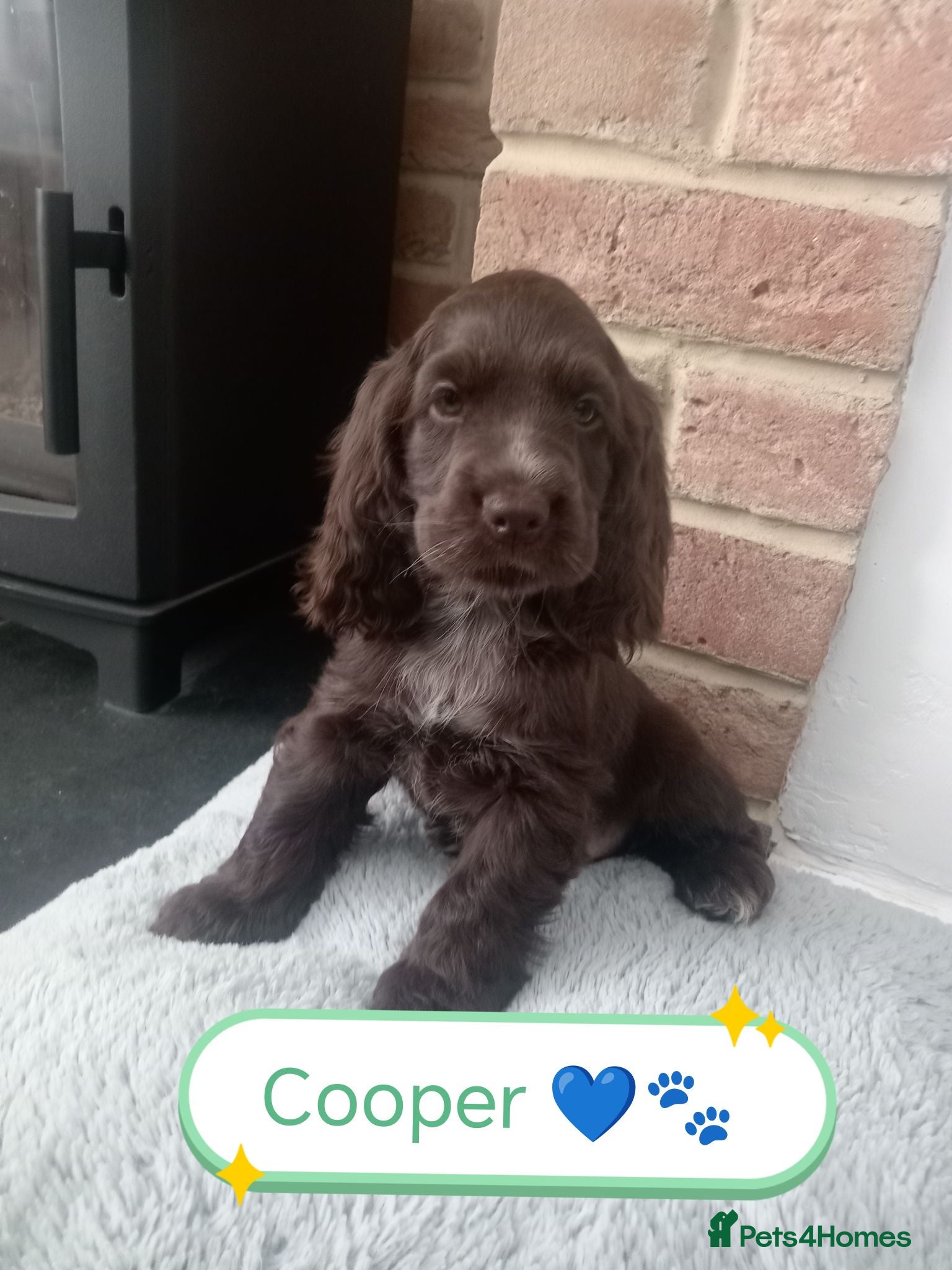 Cocker Spaniel dogs 🌟READY NOW🌟🐾 🐶 KC Chocolate Show Cockers🐶🐾  - Advert 13