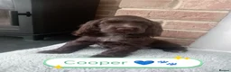 Cocker Spaniel dogs for sale: 🐶 KC Reg Chocolate Show type Cockers🐶🐾  - Advert 1