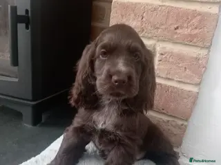 Cocker Spaniel dogs 🌟READY NOW🌟🐾 🐶 KC Chocolate Show Cockers🐶🐾 - Advert 13