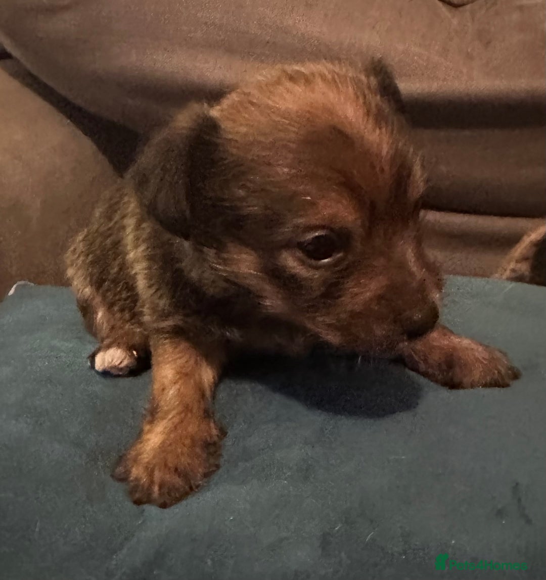Mixed Breed dogs for sale: Yorkie Jacks  - Advert 5