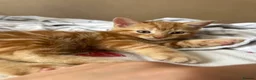 Domestic Shorthair cats for sale: Ginger boy & tortie girls waiting for new families - Advert 4