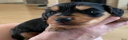 Dachshund dogs for sale: KC reg long hair dachshunds  - Advert 5