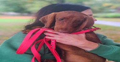 Dachshund dogs in Boston - Advert 6