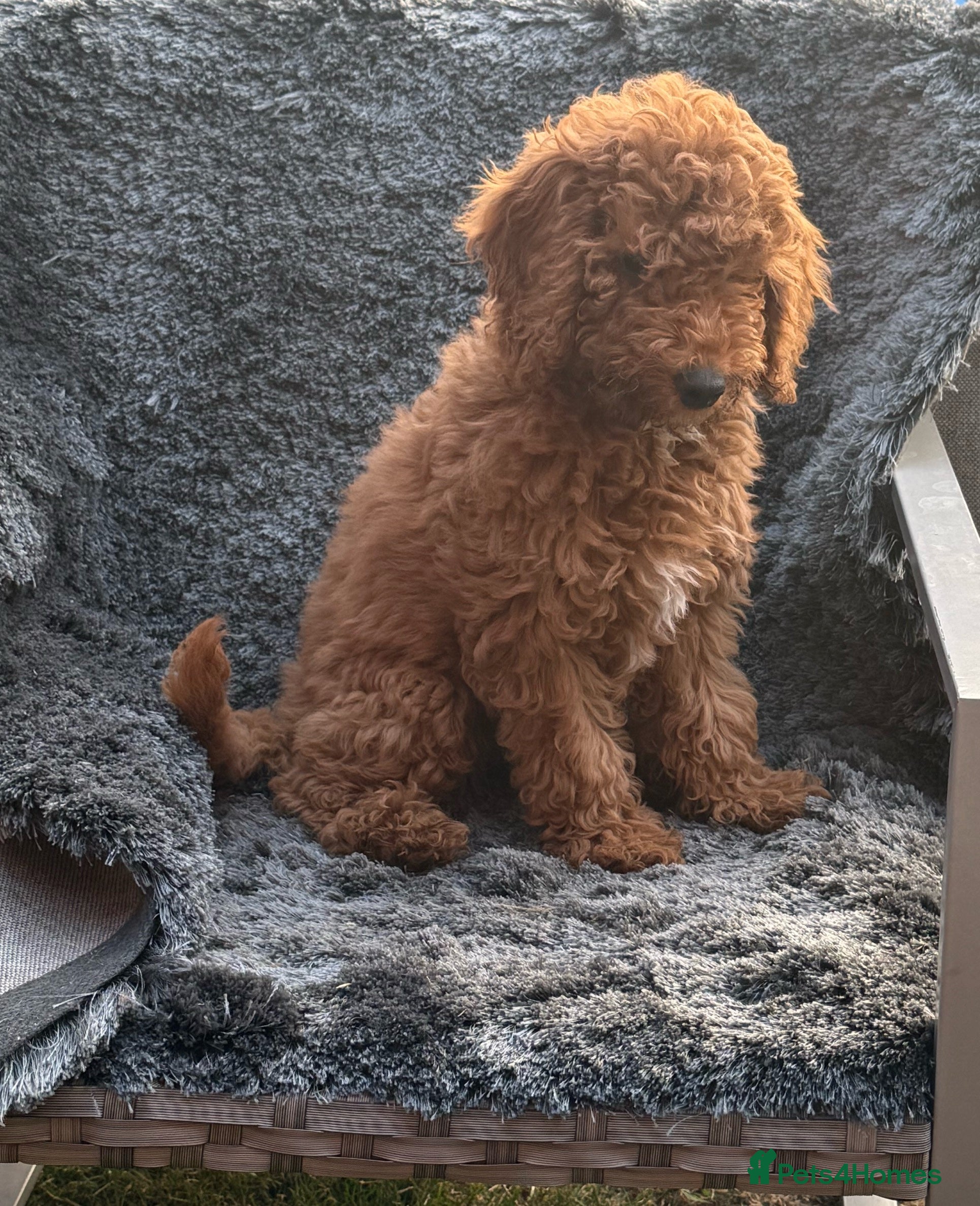 Mixed Breed dogs Female fb1 cockapoo - Advert 11