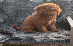 Mixed Breed dogs for sale: Female fb1 cockapoo - Image 1
