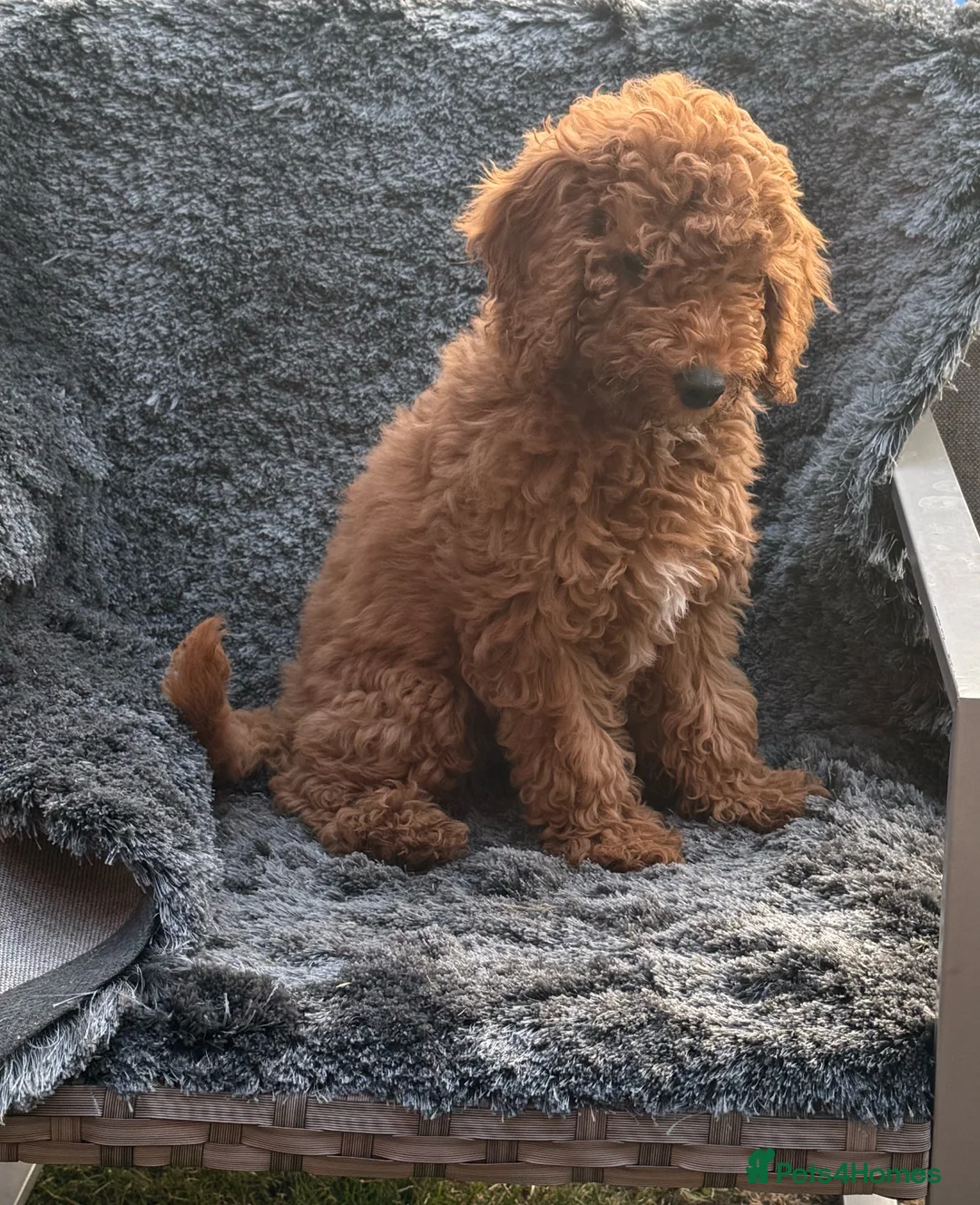 Mixed Breed dogs for sale: Female fb1 cockapoo - Advert 1