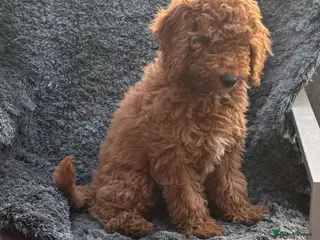 Mixed Breed dogs Female fb1 cockapoo - Advert 11