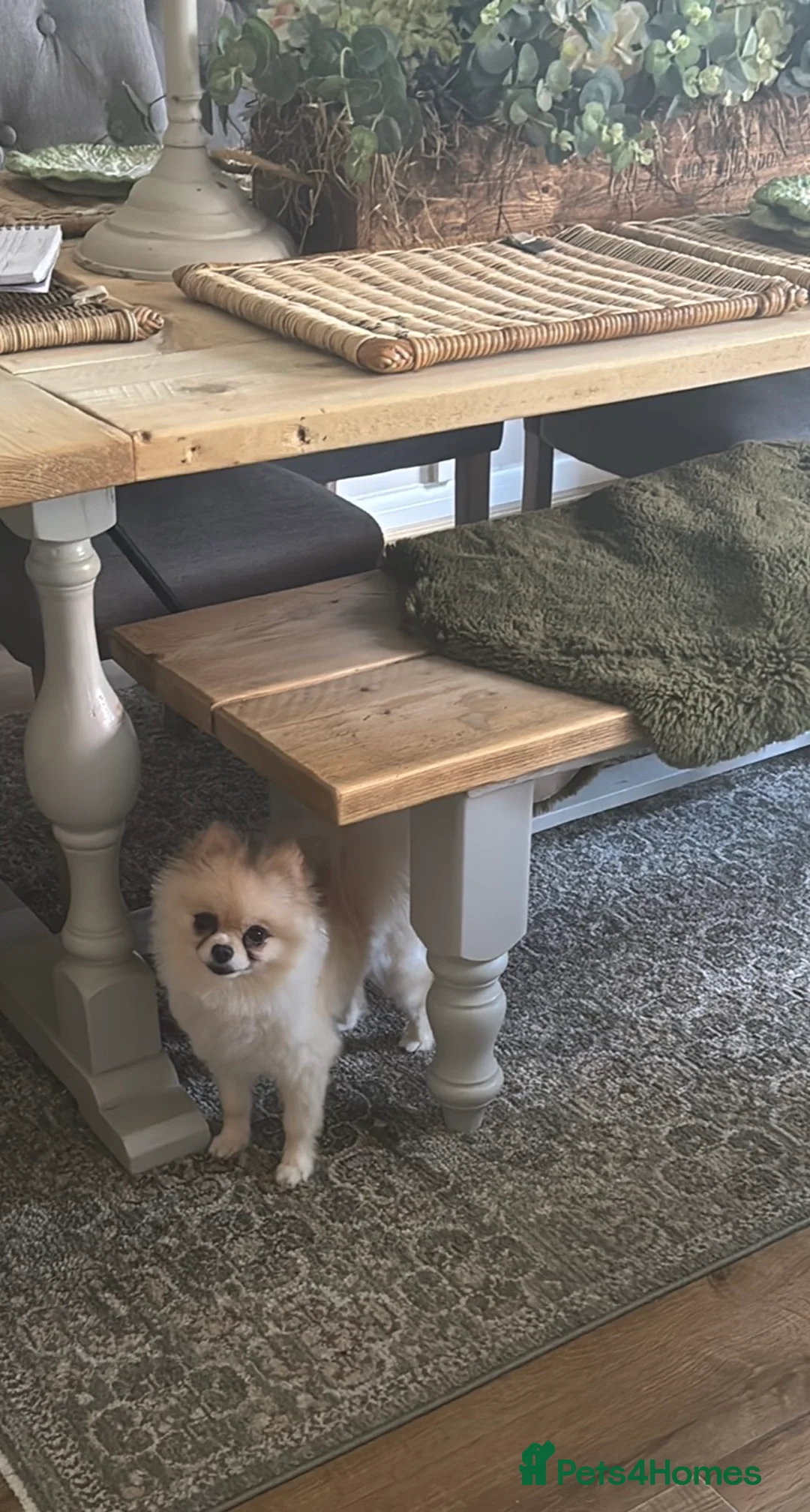 Pomeranian dogs for sale:  Pomeranian girl looking for a forever home.  - Advert 2