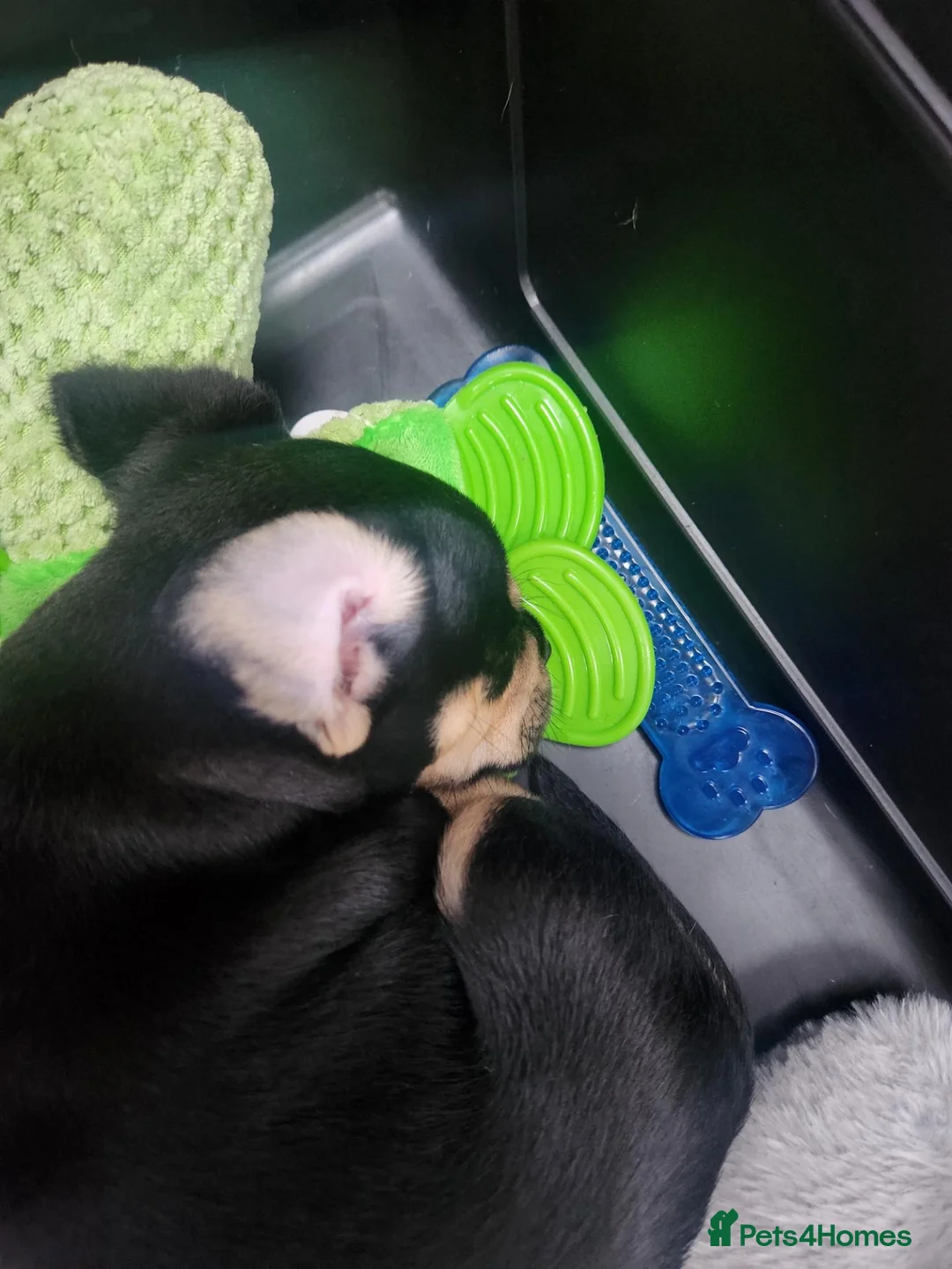 Mixed Breed dogs for sale: 2 x males pups  - Advert 2