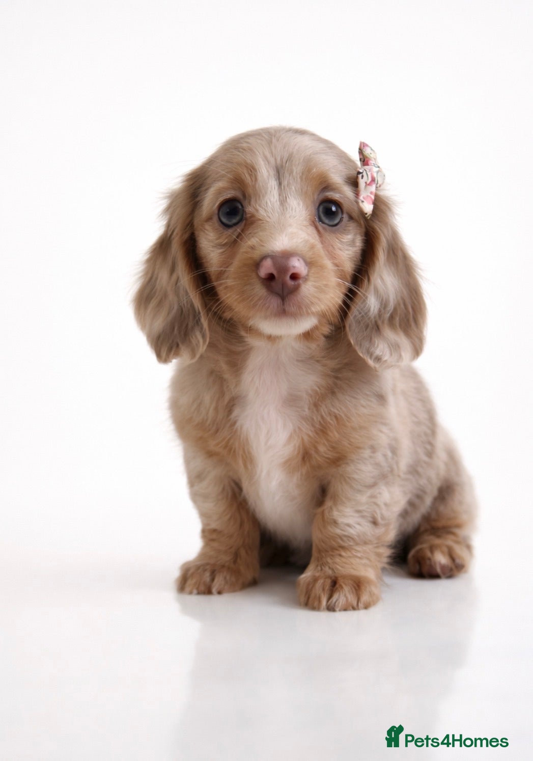 Miniature Dachshund dogs Long haired Miniature dachshund puppies KC REG - Advert 2