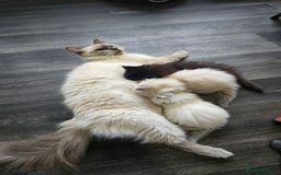 Ragdoll cats for sale: Ragdoll Kittens For Sale - Image 14