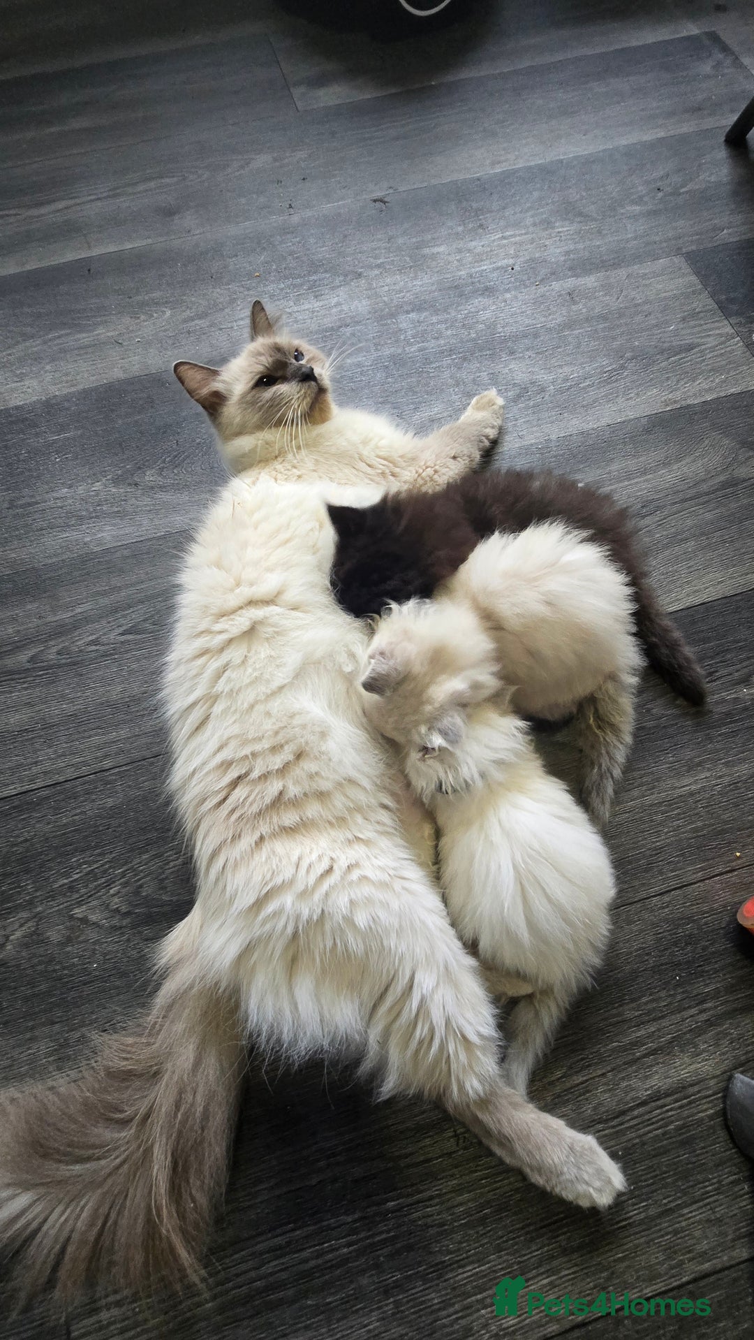 Ragdoll cats for sale: Ragdoll Kittens For Sale - Image 14
