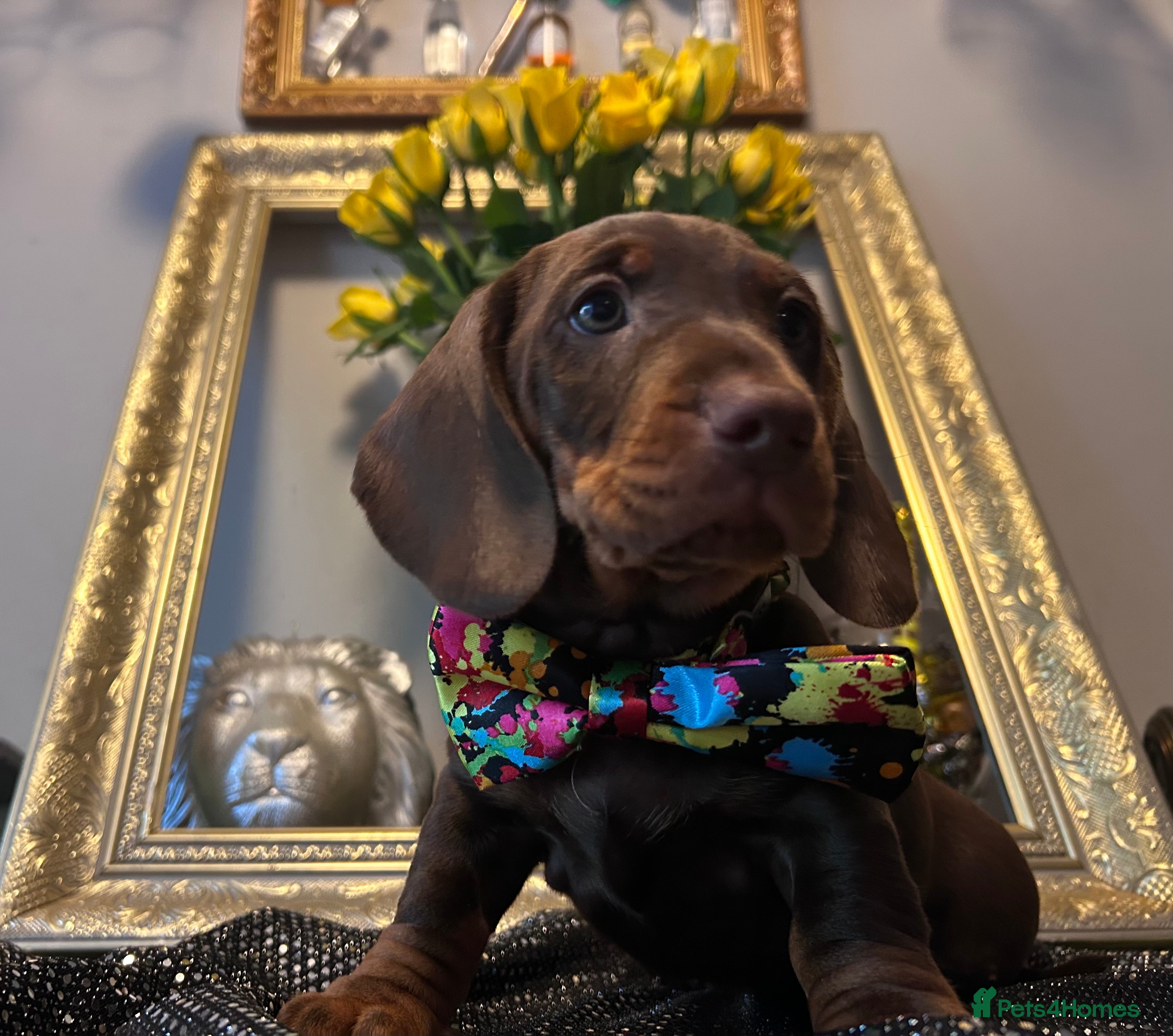 Dachshund dogs Standard dachshund puppies  - Advert 1