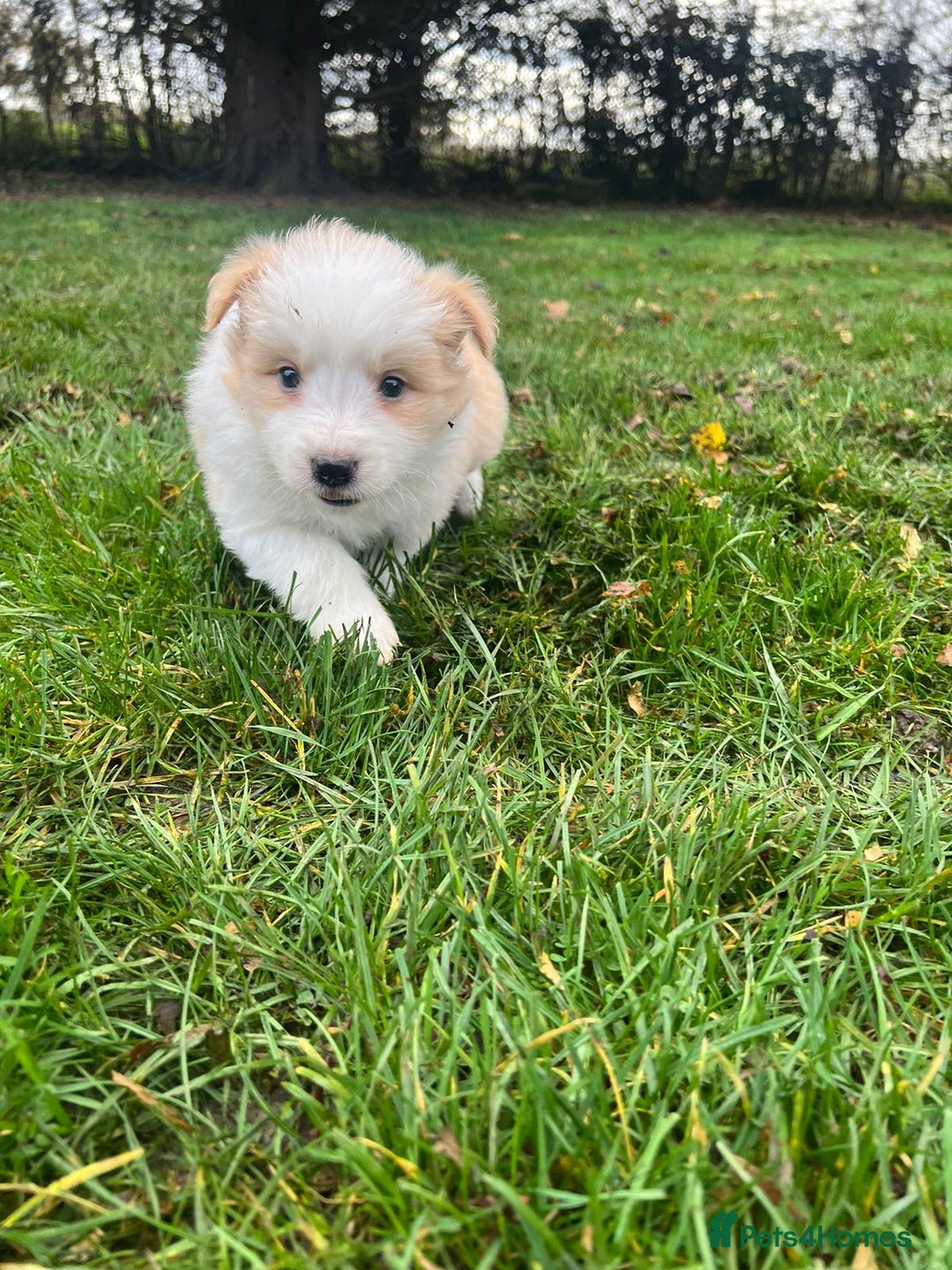 Border Collie dogs for sale: Pure Bred Border Collie Puppies For Sale - Image 14