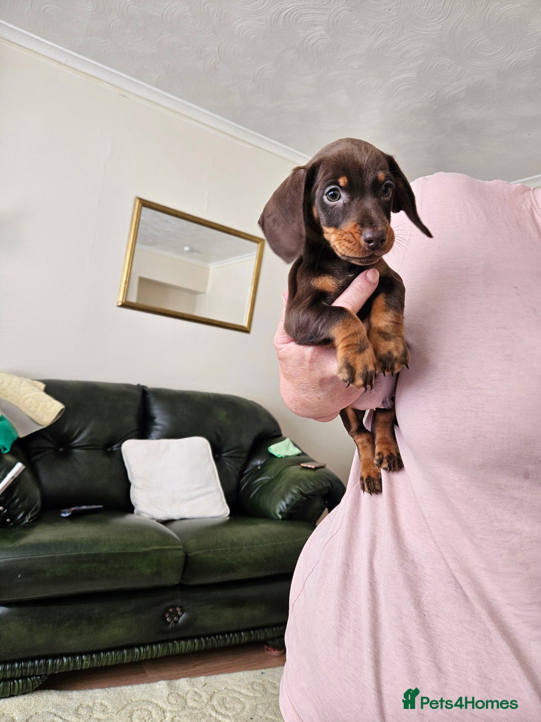 Miniature Dachshund dogs for sale: Kc Miniature dachshund  - Image 2