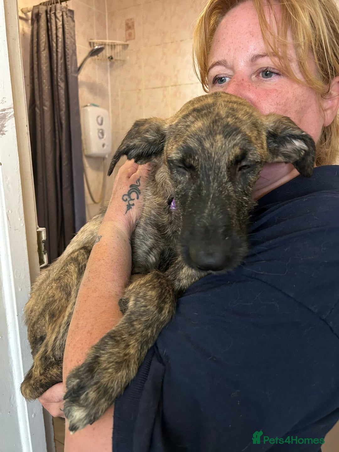 Mixed Breed dogs for adoption: Dawn - Norwich Norfolk  - Image 6