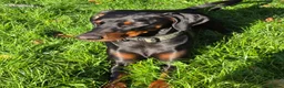 Dobermann dogs for sale: Bear  - Advert 5