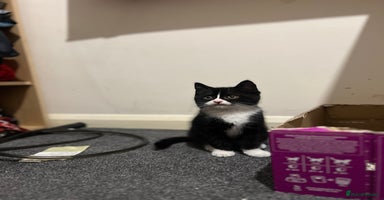 British Shorthair cats - Advert 2