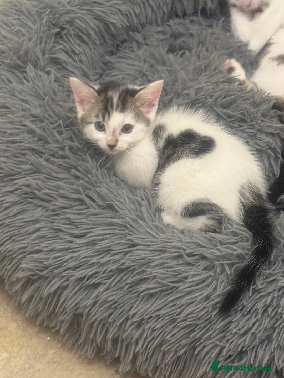 Domestic Shorthair cats for sale: Unique & Precious Kittens Seeking Forever Homes - Image 25