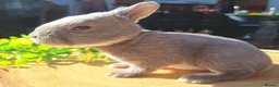 Rex rabbits for sale: Five mini Rex  - Advert 5