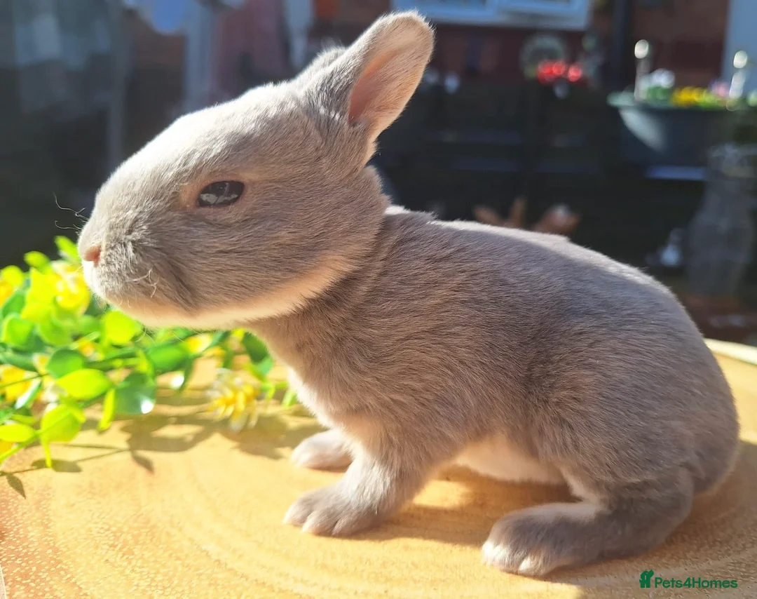 Rex rabbits for sale: Five mini Rex  - Advert 5