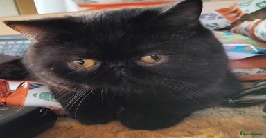 Exotic cats GCCF REGISTERED ACTIVE EXOTIC KITTENS  - Advert 1