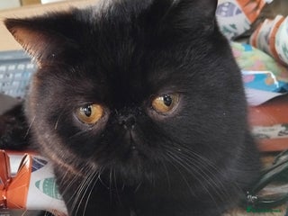 Exotic cats GCCF REGISTERED ACTIVE EXOTIC KITTENS - Advert 2