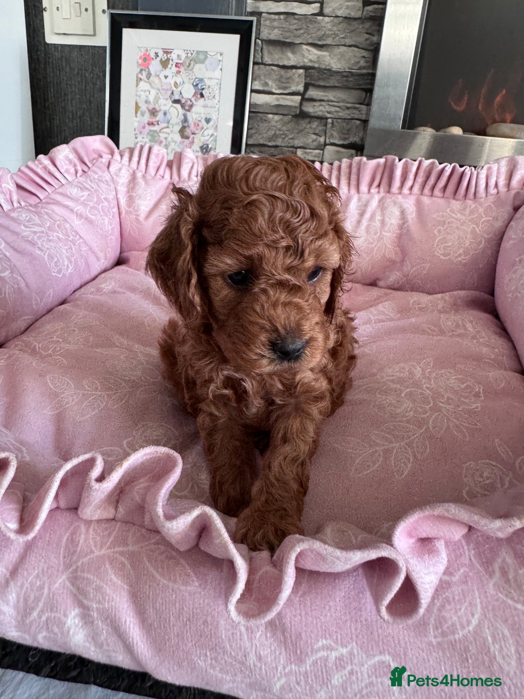 Cockapoo dogs for sale: Stunning Miniature Cockapoo puppies. - Advert 4