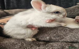 Netherland Dwarf rabbits for sale: Blue and Magpie boys - Advert 17