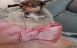 Chihuahua dogs for sale: Chihuhua pups - Image 13