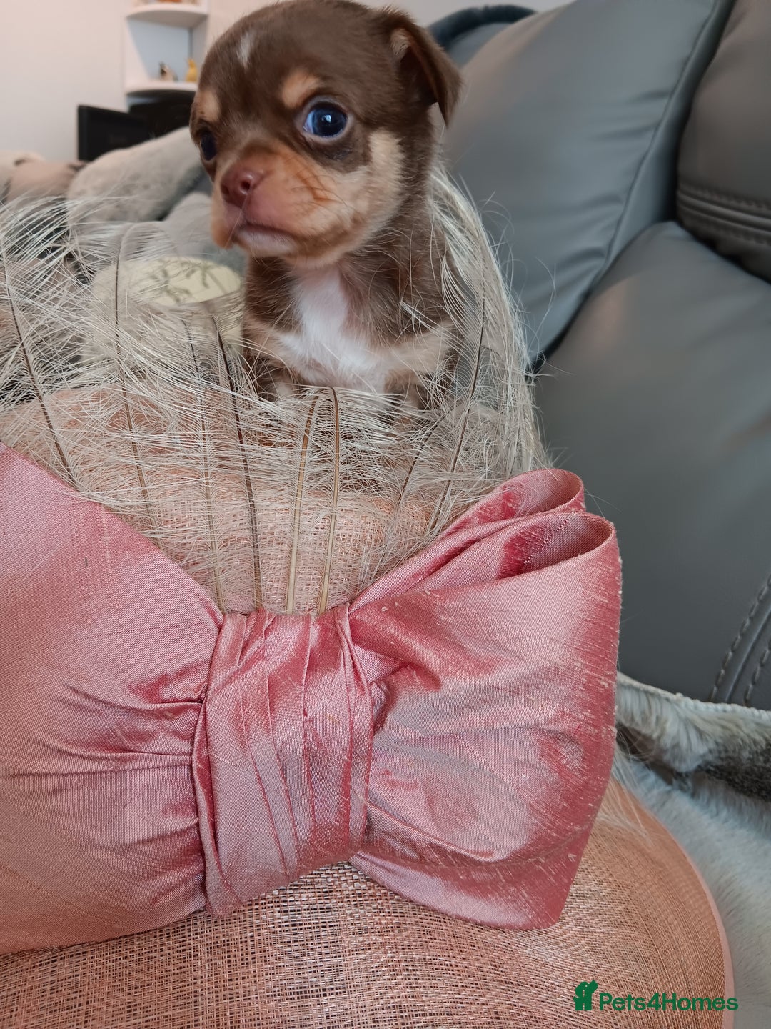 Chihuahua dogs for sale: Chihuhua pups - Image 13