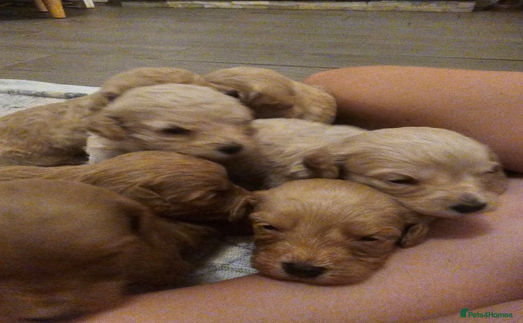 Mixed Breed dogs - Advert 8